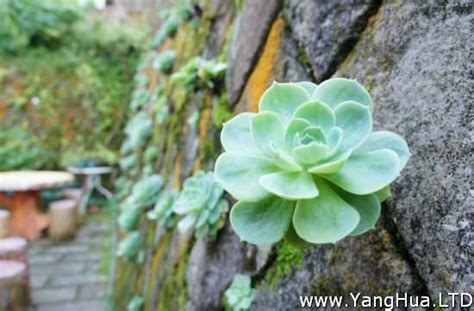 石蓮花風水|石蓮花怎麼養：怕積水，忌烈日